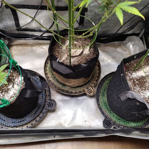 Mix Pack  #3 growlog timeline photo