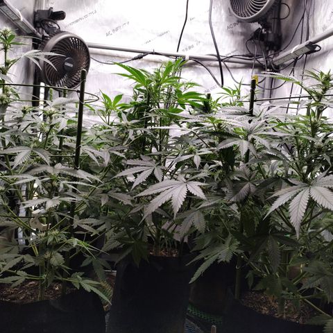Amnesia Zkittlez  #3 growlog photo: After Defoliation 