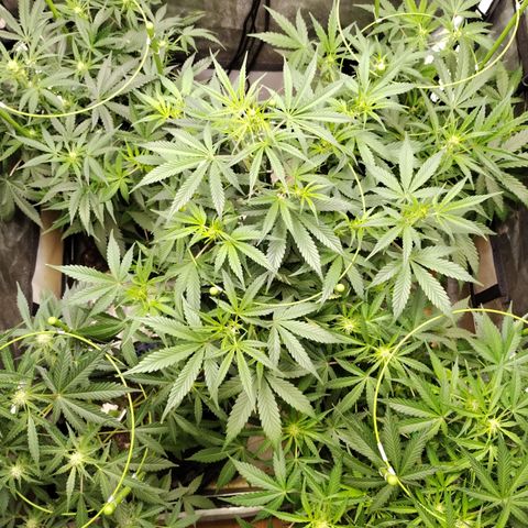 Amnesia Zkittlez  #3 growlog photo: After Defoliation 