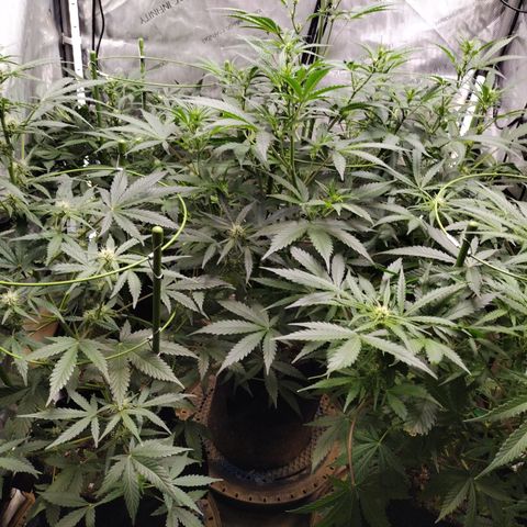 Amnesia Zkittlez  #3 growlog timeline photo
