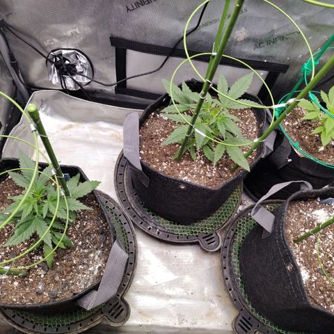 Banana Purple Punch  #4 growlog timeline photo