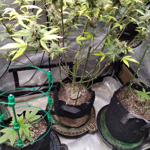 Mix Pack  #3 growlog timeline photo