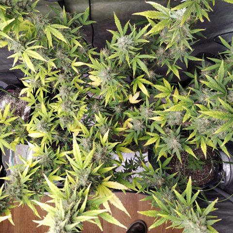 Mix Pack  #3 growlog timeline photo