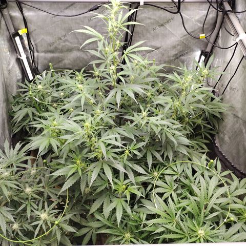 Amnesia Zkittlez  #3 growlog timeline photo