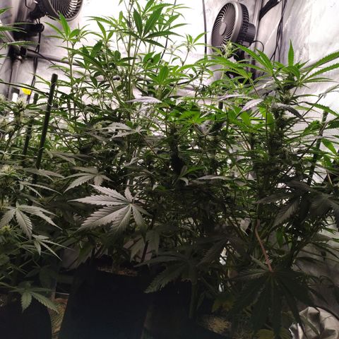 Amnesia Zkittlez  #3 growlog timeline photo