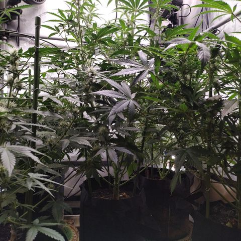 Amnesia Zkittlez  #3 growlog photo: After Lollipopping 
