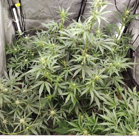 Amnesia Zkittlez  #3 growlog photo: After Lollipopping 