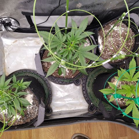 Banana Purple Punch  #4 growlog timeline photo