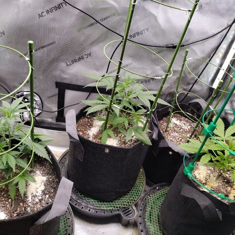 Banana Purple Punch  #4 growlog timeline photo