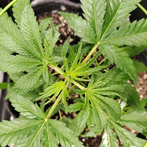 Banana Purple Punch  #4 growlog photo: After FIM 