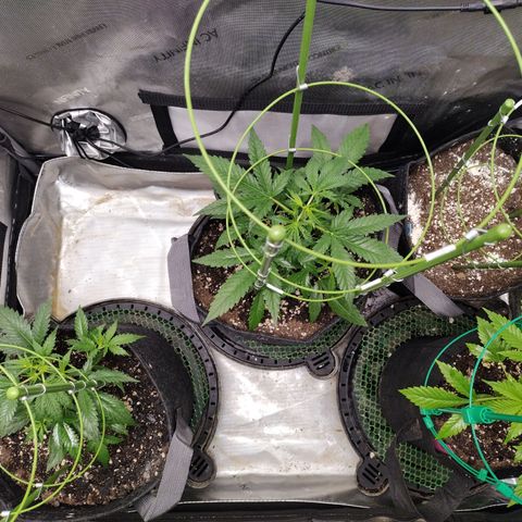 Banana Purple Punch  #4 growlog photo: After FIM 