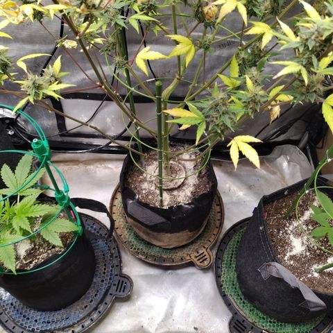 Mix Pack  #3 growlog timeline photo
