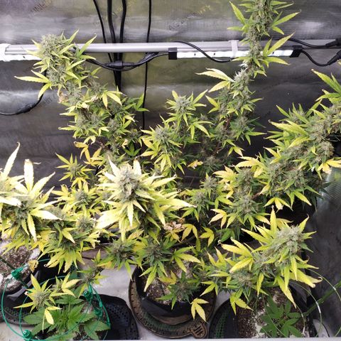 Forbidden Runtz  #1 growlog timeline photo