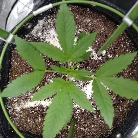 Mix Pack  #3 growlog timeline photo