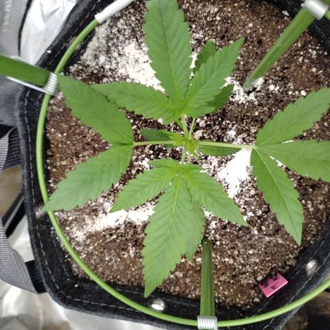 Mix Pack  #3 growlog photo: After FIM 