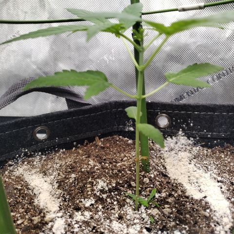 Mix Pack  #3 growlog photo: After FIM 