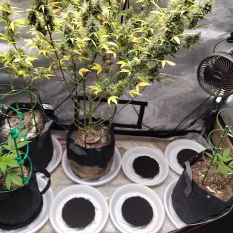 Mix Pack  #3 growlog timeline photo