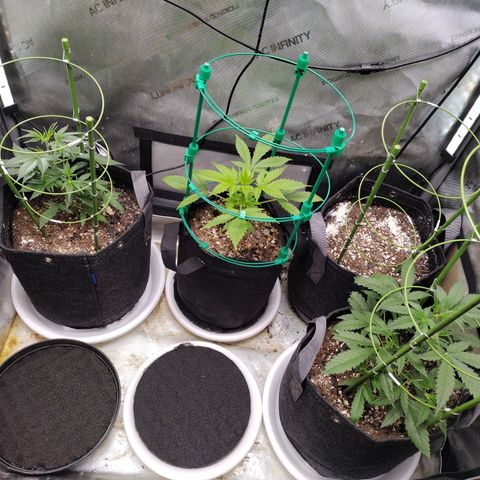 Banana Purple Punch  #4 growlog timeline photo