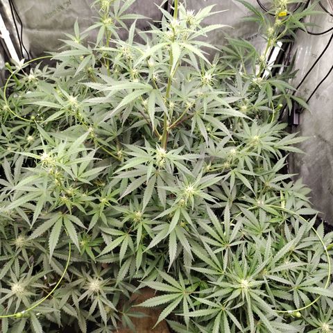 Amnesia Zkittlez  #3 growlog timeline photo