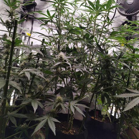 Amnesia Zkittlez  #3 growlog photo: After Lollipopping 