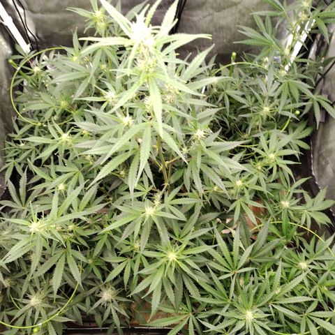 Amnesia Zkittlez  #3 growlog photo: After Lollipopping 