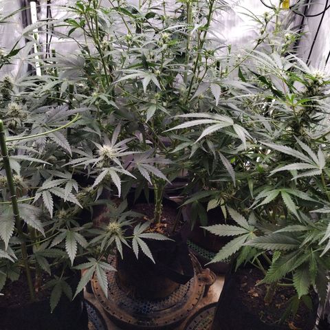 Amnesia Zkittlez  #3 growlog photo: After Lollipopping 