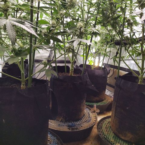 Amnesia Zkittlez  #3 growlog photo: After Lollipopping and Defoliation 