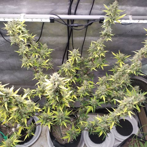 Forbidden Runtz  #1 growlog photo: After Defoliation 