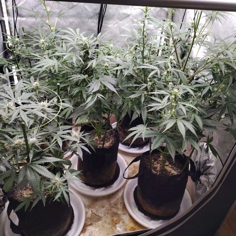 Amnesia Zkittlez  #3 growlog photo: Replaced self watering stands for Sea of Green 