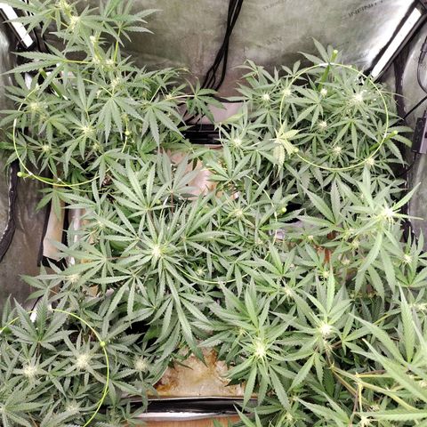 Amnesia Zkittlez  #3 growlog photo: After changing strands 