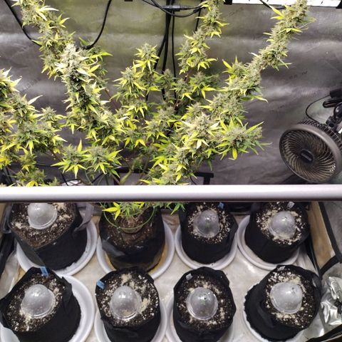 Forbidden Runtz  #1 growlog timeline photo