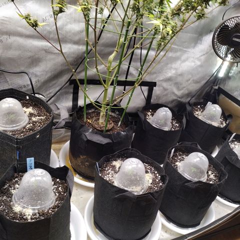 Forbidden Runtz  #1 growlog timeline photo