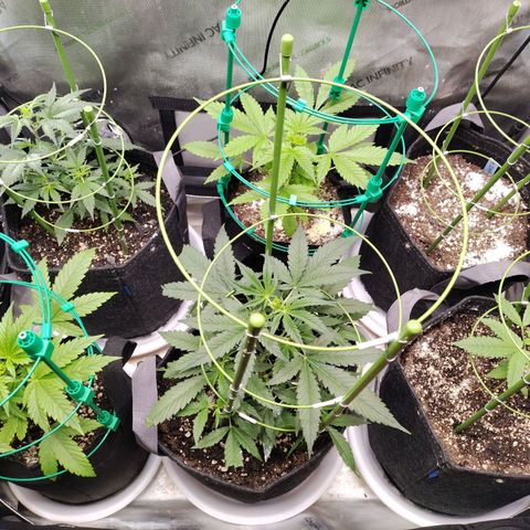 Mix Pack  #3 growlog timeline photo