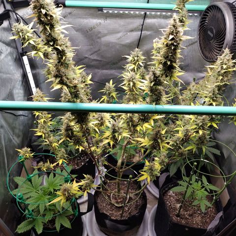 Mix Pack  #3 growlog timeline photo
