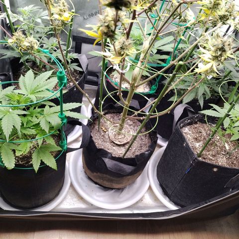 Mix Pack  #3 growlog timeline photo