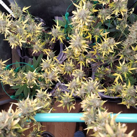 Mix Pack  #3 growlog timeline photo