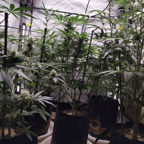 Amnesia Zkittlez  #3 growlog timeline photo