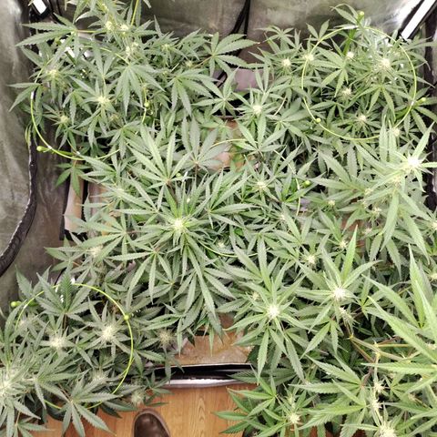 Amnesia Zkittlez  #3 growlog timeline photo