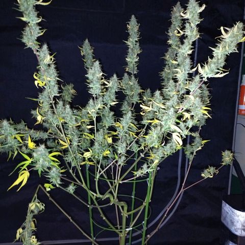 Forbidden Runtz  #1 growlog photo: Harvest 