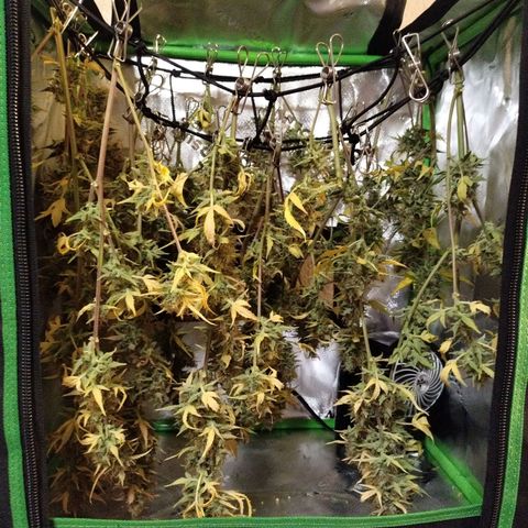 Forbidden Runtz  #1 growlog photo: Started at midnight 