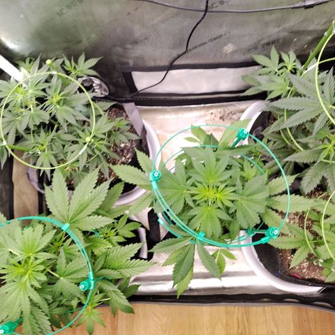Mix Pack  #3 growlog timeline photo