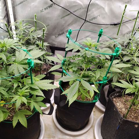 Mix Pack  #3 growlog timeline photo