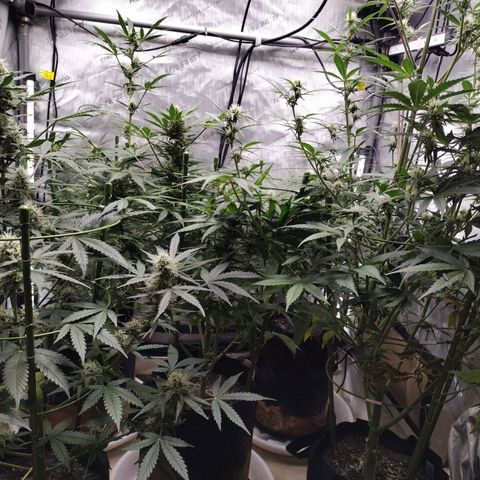 Amnesia Zkittlez  #3 growlog timeline photo