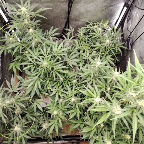 Amnesia Zkittlez  #3 growlog timeline photo