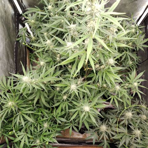 Amnesia Zkittlez  #3 growlog timeline photo