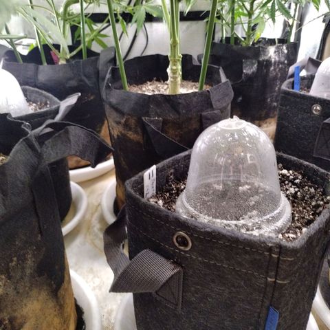 Amnesia Zkittlez  #3 growlog timeline photo
