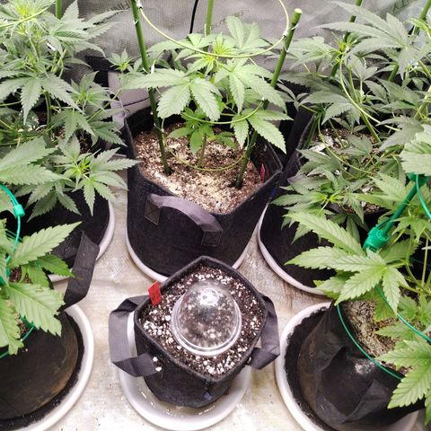 Mix Pack  #3 growlog timeline photo