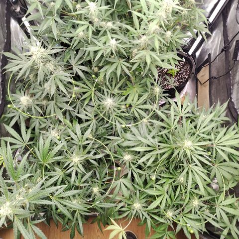 Amnesia Zkittlez  #3 growlog timeline photo
