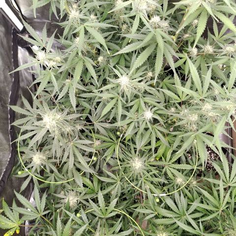 Amnesia Zkittlez  #3 growlog timeline photo
