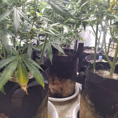 Amnesia Zkittlez  #3 growlog timeline photo
